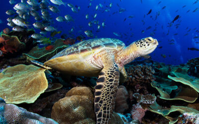 Dive into Paradise: The Ultimate Guide to Swimming with Turtles in Ratua’s Crystal Blue Lagoon