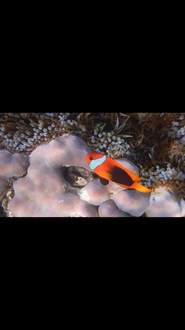 Nestled in the vibrant waters of the Ratua Private Island Marine Reserve, clownfish thrive in a stunning underwater paradise.  The marine reserve’s pristine coral reefs provide a safe haven for clownfish, making it an ideal destination for snorkeling enthusiasts and marine life lovers seeking to witness these fascinating creatures up close in their natural habitat. Big thanks to Dann & Mandi for the footage .  #marine #travelphotography #paradise #tropical #holidays #vanuatu #vanuatumoments #vacation